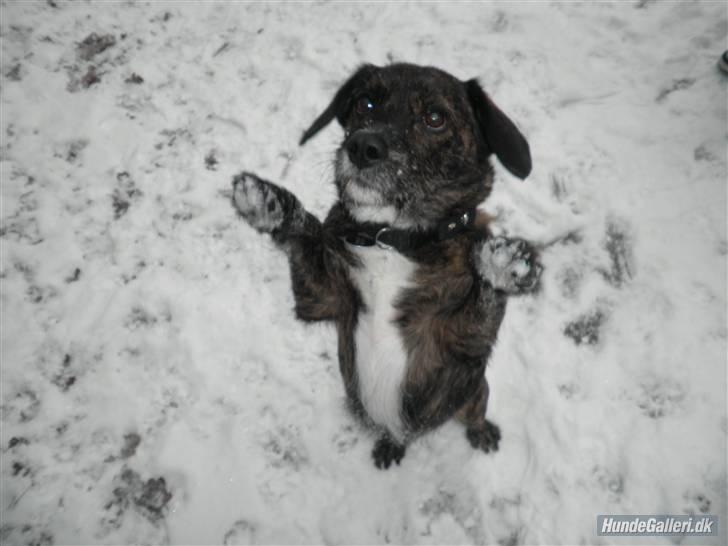 Blanding af racer Dalton billede 13