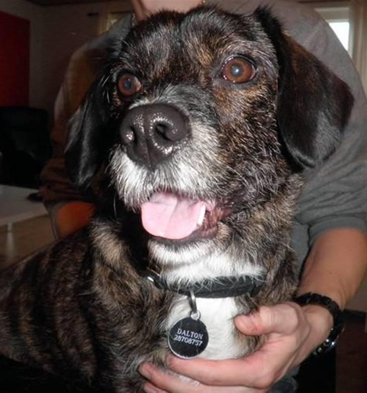 Blanding af racer Dalton billede 14