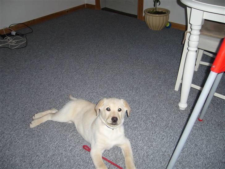 Blanding af racer Gizmo billede 1