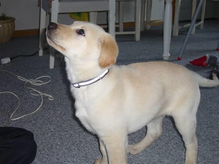 Blanding af racer Gizmo billede 4