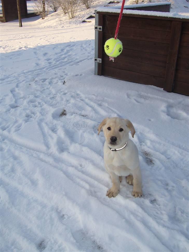 Blanding af racer Gizmo billede 5