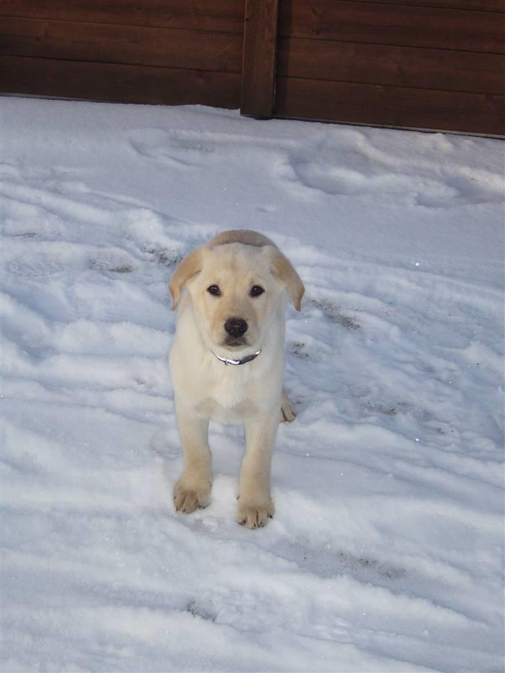 Blanding af racer Gizmo billede 6