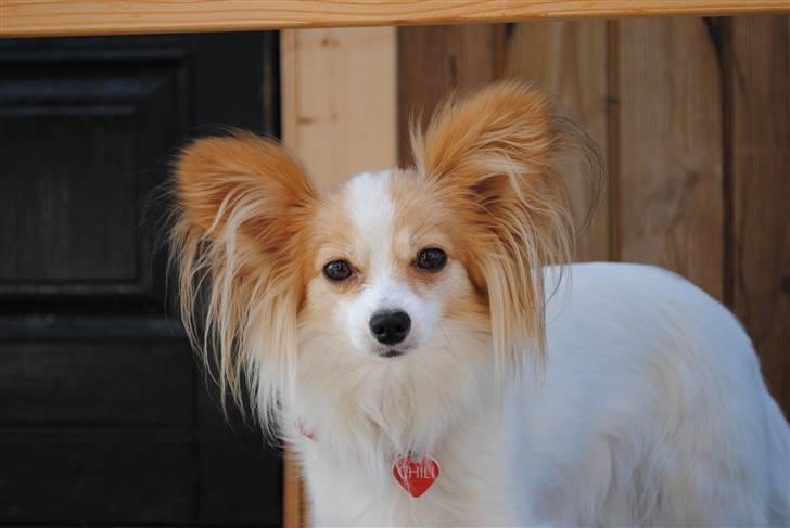 Papillon Chili - sommer 2010 billede 17