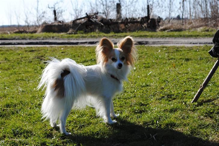 Papillon Chili - sommer 2010 billede 18