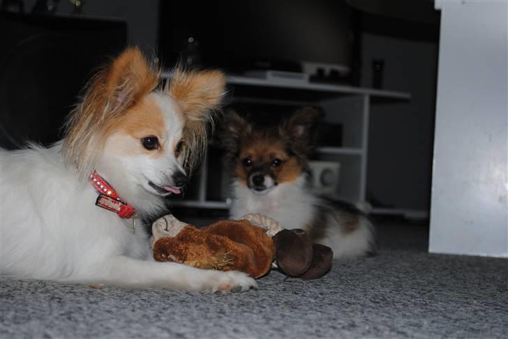 Papillon Chili - sommer 2010 billede 19