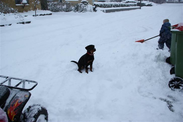 Rottweiler molly billede 8