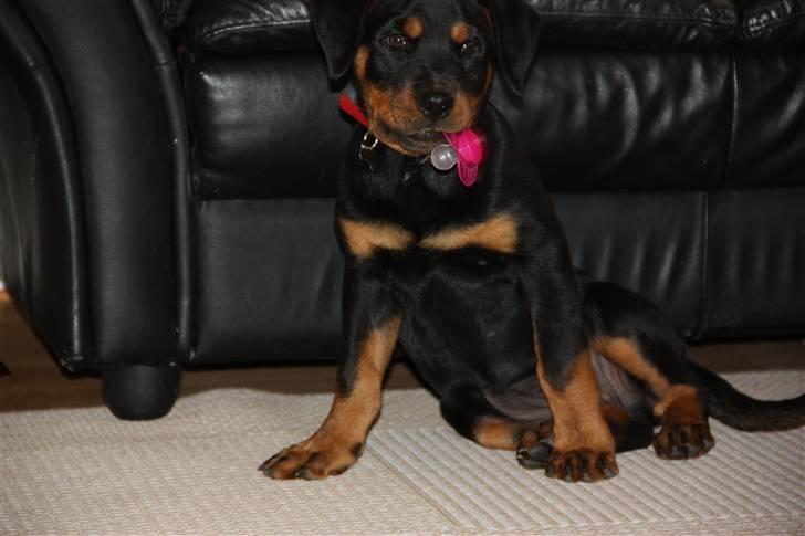Rottweiler molly billede 9