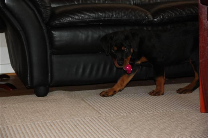 Rottweiler molly billede 10