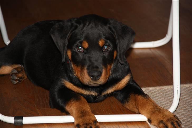 Rottweiler molly billede 11