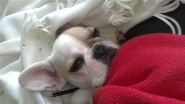 Fransk bulldog Kayla billede 7