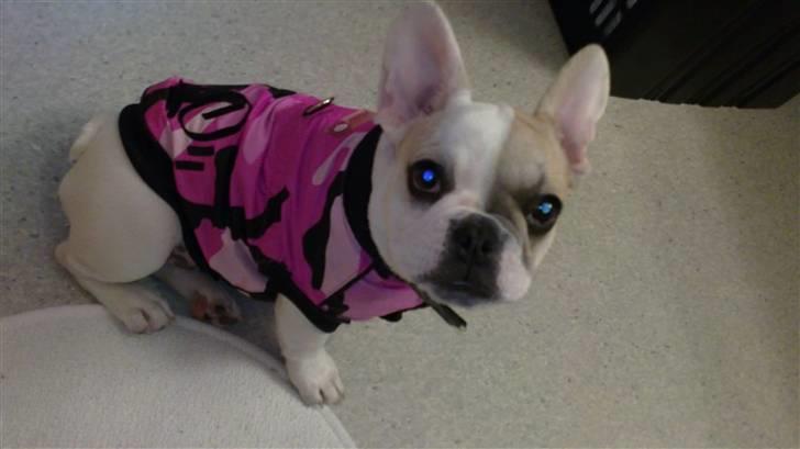 Fransk bulldog Kayla billede 8