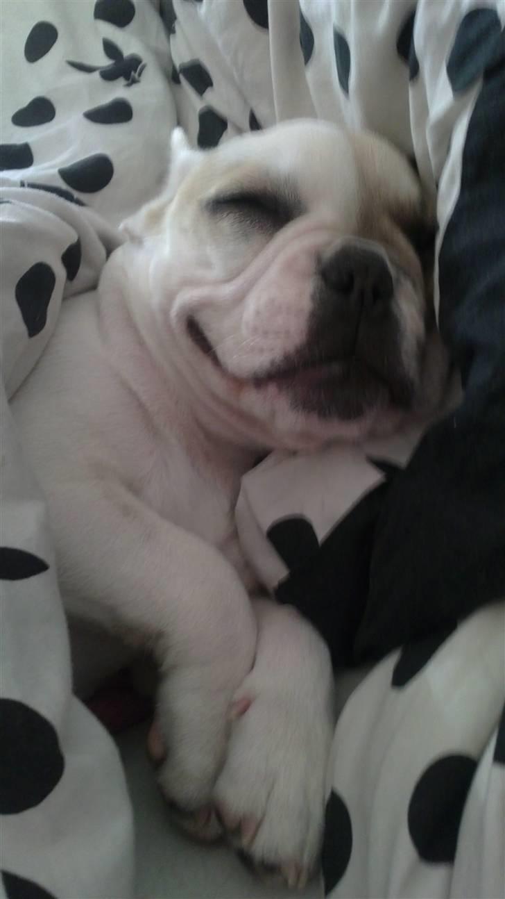 Fransk bulldog Kayla billede 9