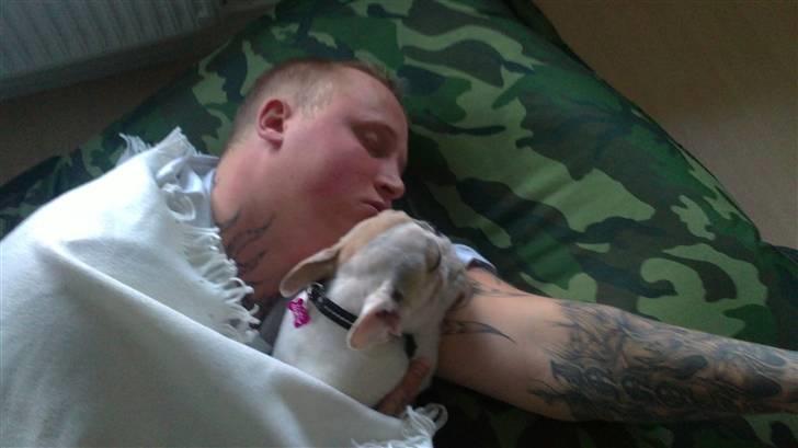 Fransk bulldog Kayla billede 10