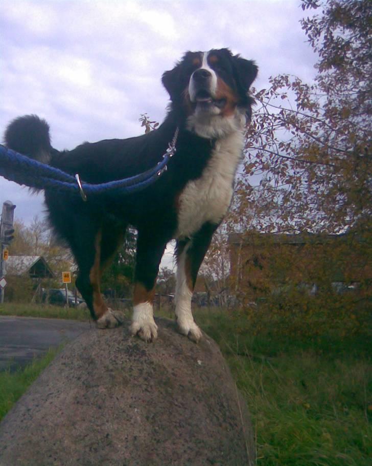 Berner sennenhund Emil - jeg kan hoppe op på en stor sten billede 12