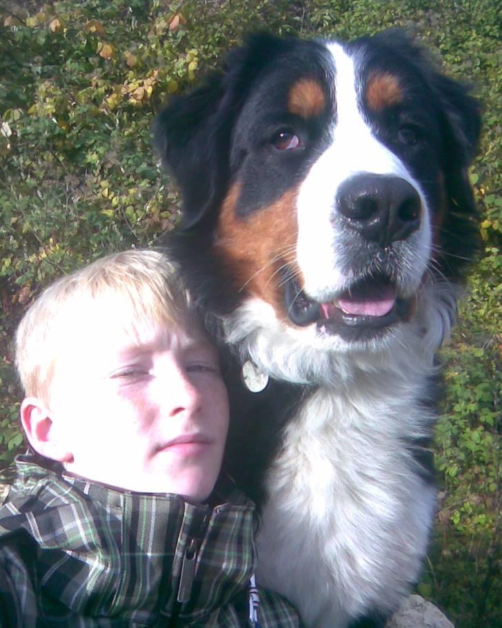 Berner sennenhund Emil - mig og Mathias billede 13