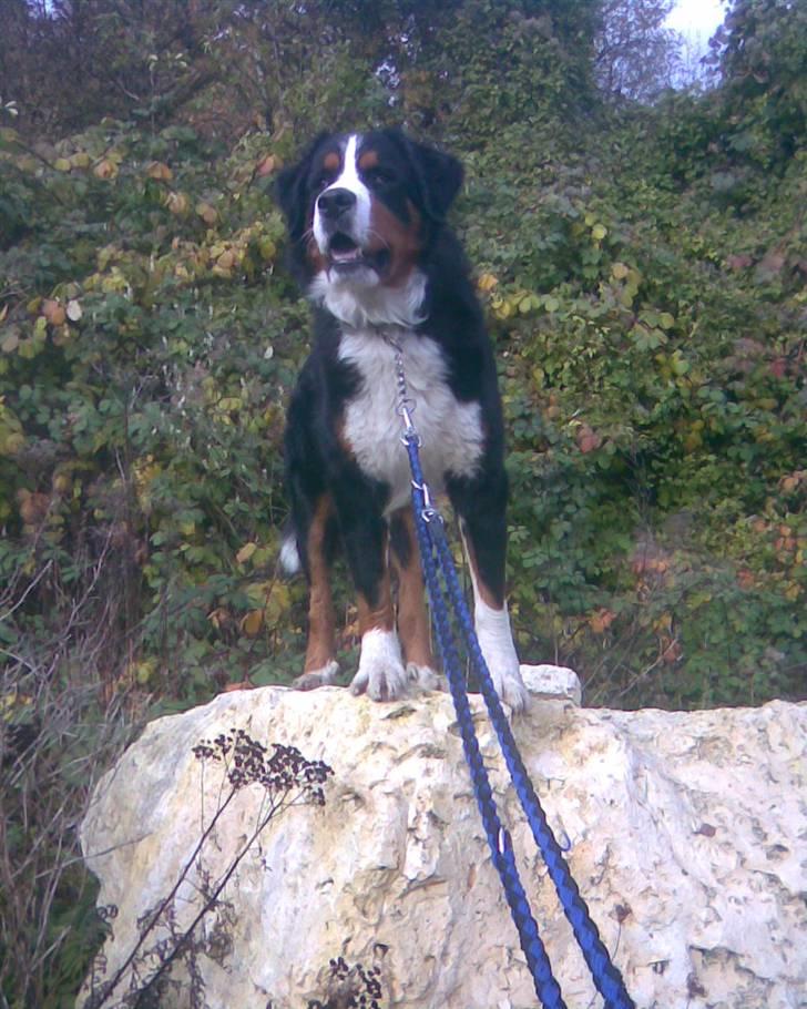 Berner sennenhund Emil billede 14