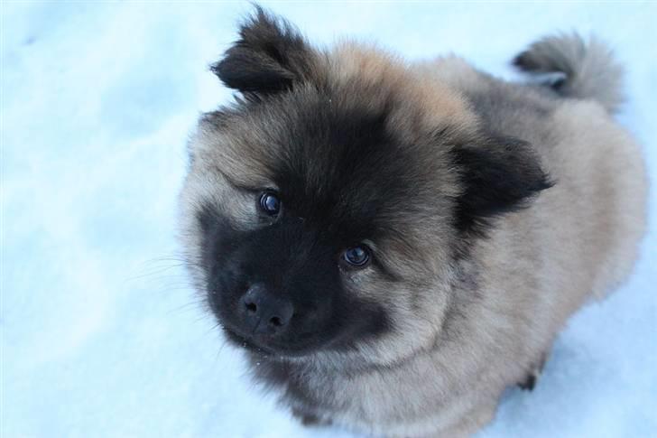 Eurasier Casa Kallisto's Bacchus - "Baktus" - 9 uger billede 13