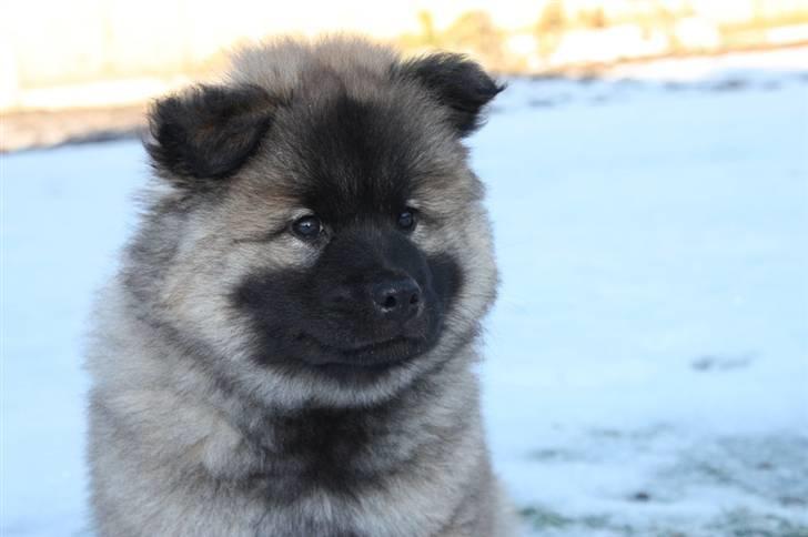 Eurasier Casa Kallisto's Bacchus - "Baktus" - 9 uger billede 14