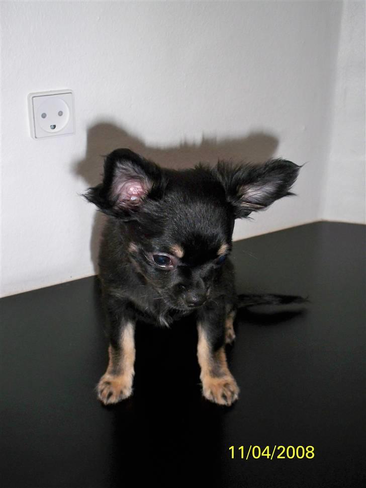 Chihuahua Oliver (SOLGT) billede 1