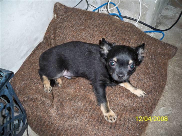 Chihuahua Oliver (SOLGT) billede 2