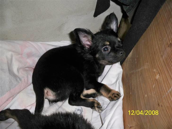 Chihuahua Oliver (SOLGT) billede 3