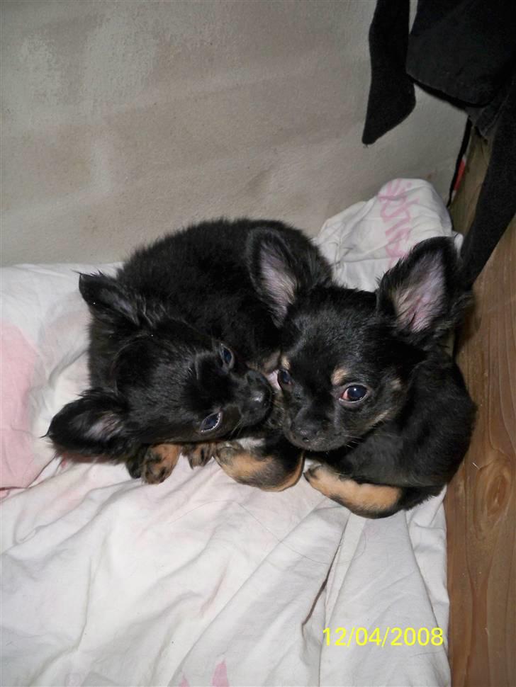 Chihuahua Oliver (SOLGT) billede 4