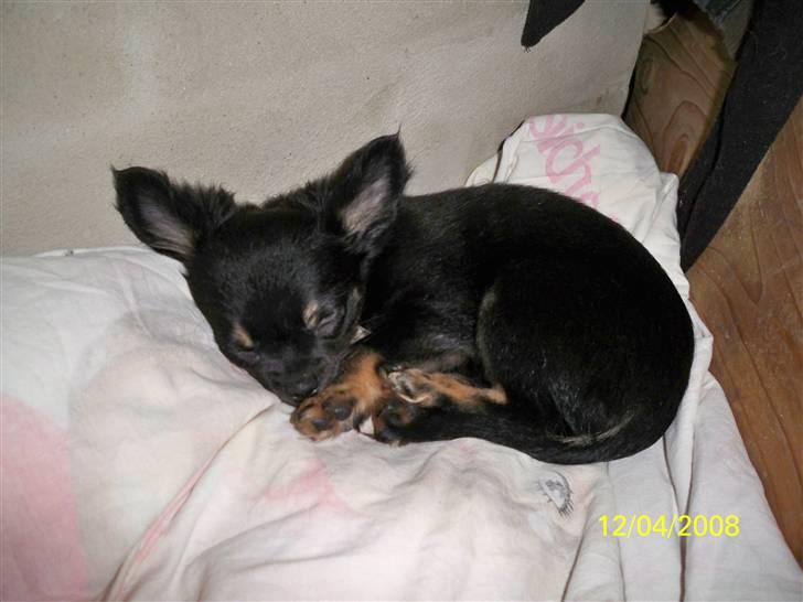 Chihuahua Oliver (SOLGT) billede 5