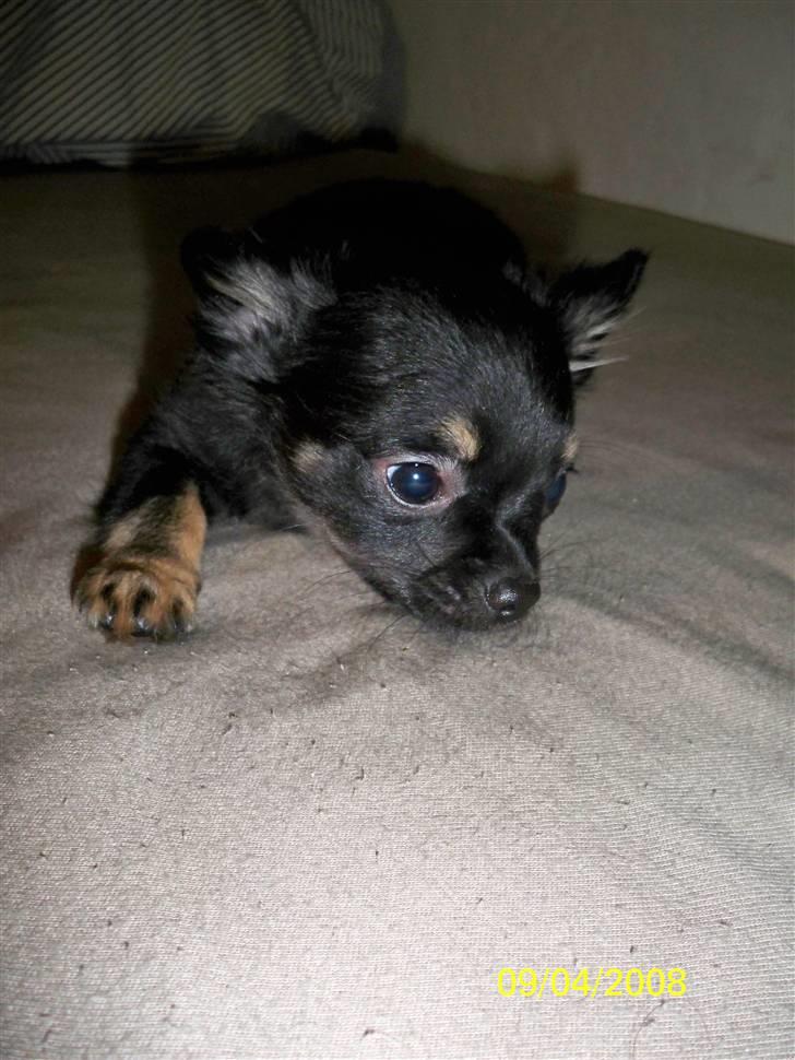 Chihuahua Oliver (SOLGT) billede 6