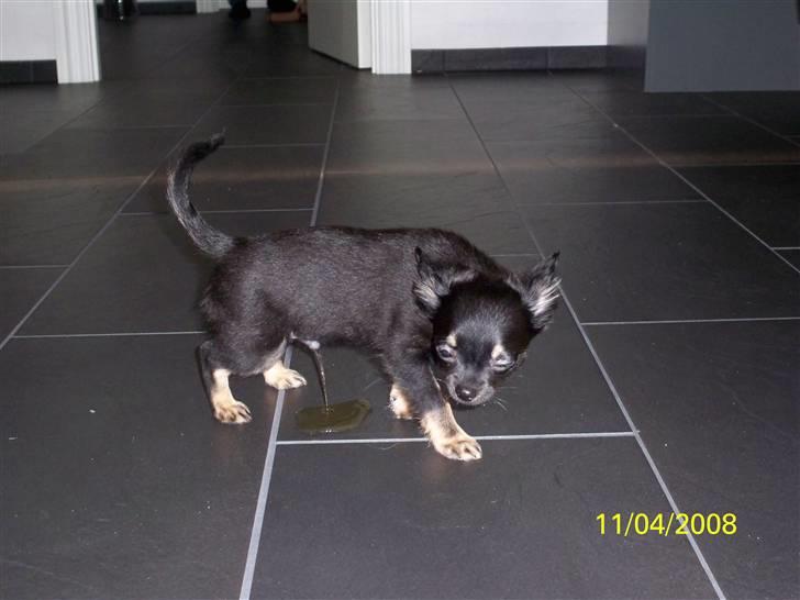 Chihuahua Oliver (SOLGT) - UPS - Taget på fersk gerning! billede 7