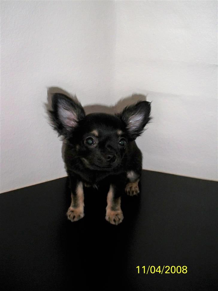 Chihuahua Oliver (SOLGT) billede 8