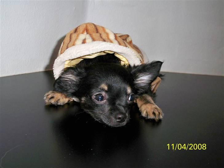 Chihuahua Oliver (SOLGT) billede 9