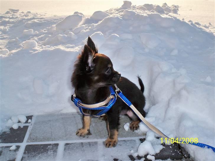 Chihuahua Oliver (SOLGT) - ude i sneen :-) billede 10