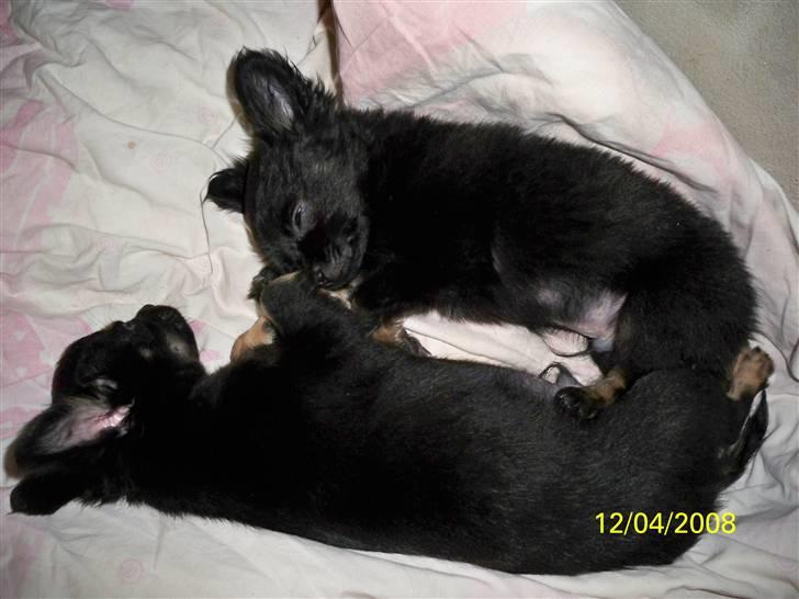 Chihuahua Oliver (SOLGT) - Oliver og lillebror Dennis putter :-) billede 11