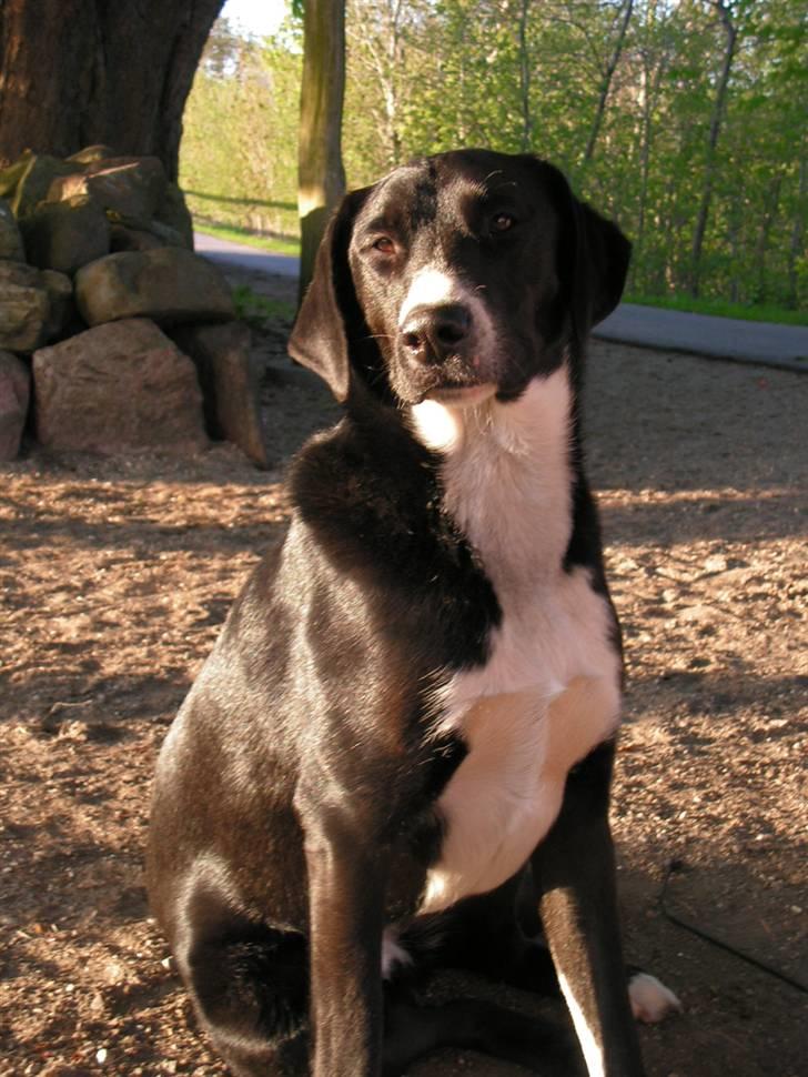 Blanding af racer Gringo billede 2