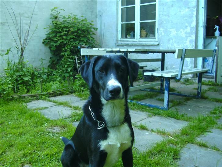 Blanding af racer Gringo billede 5