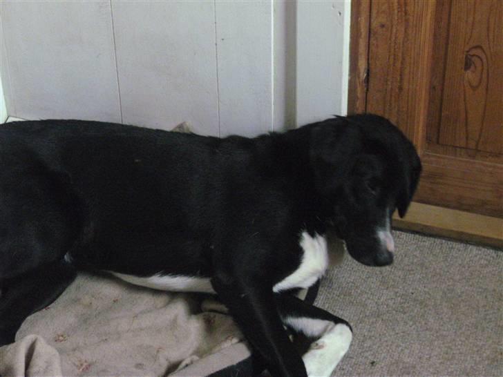 Blanding af racer Gringo billede 6