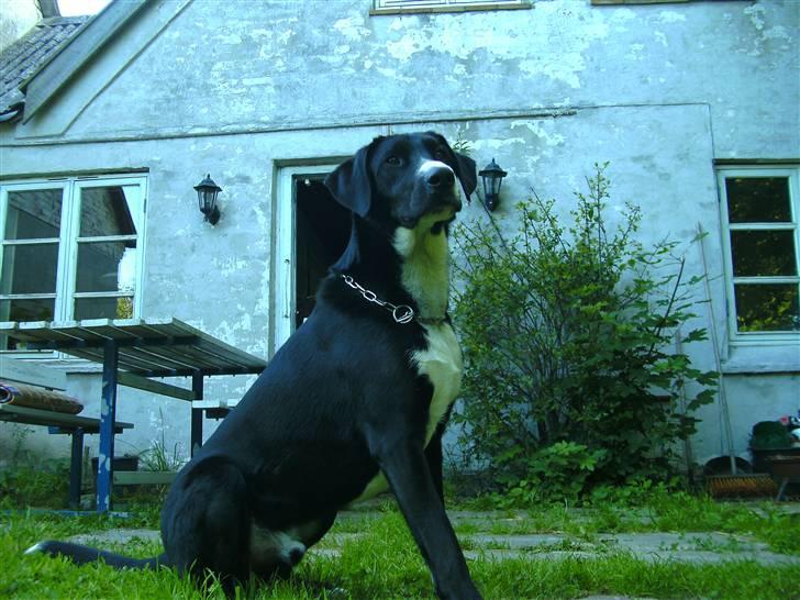 Blanding af racer Gringo billede 3