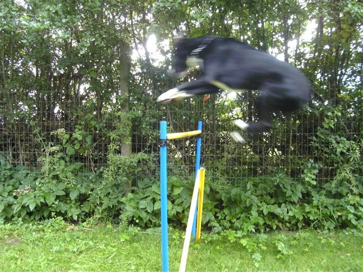 Blanding af racer Gringo billede 10