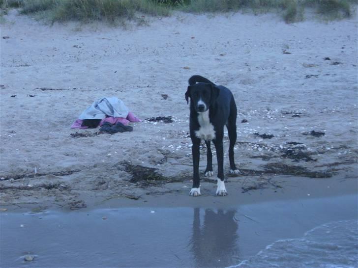 Blanding af racer Gringo billede 4