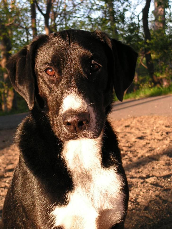 Blanding af racer Gringo billede 1