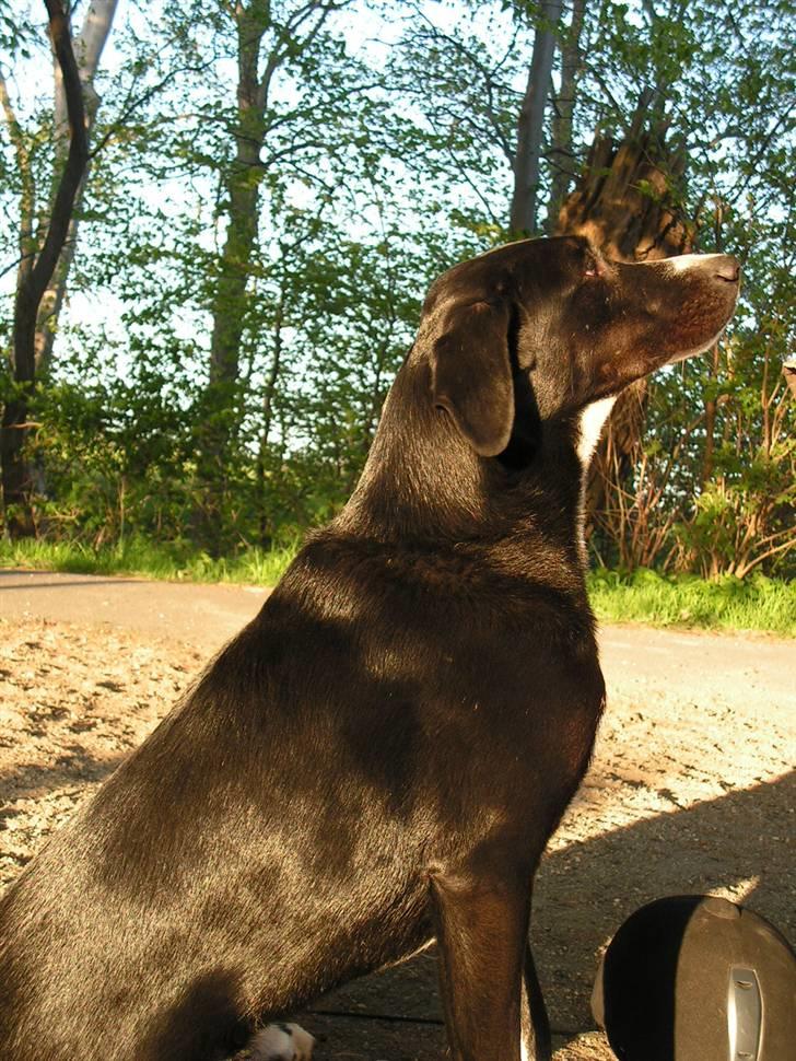 Blanding af racer Gringo billede 7