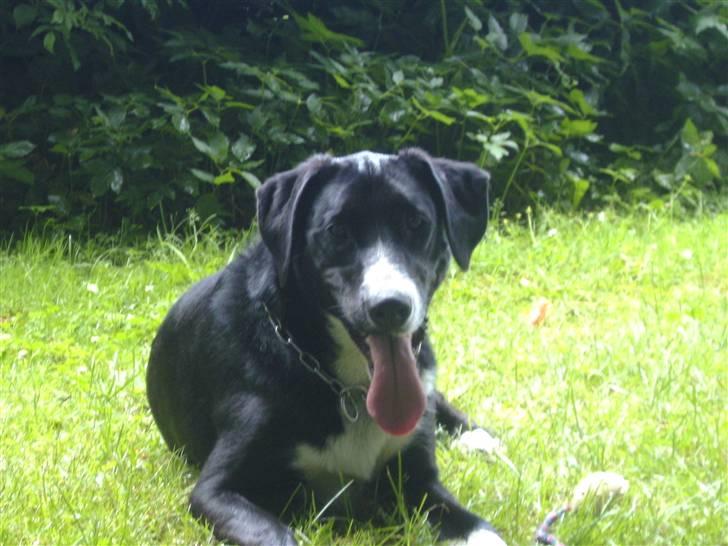 Blanding af racer Gringo billede 8