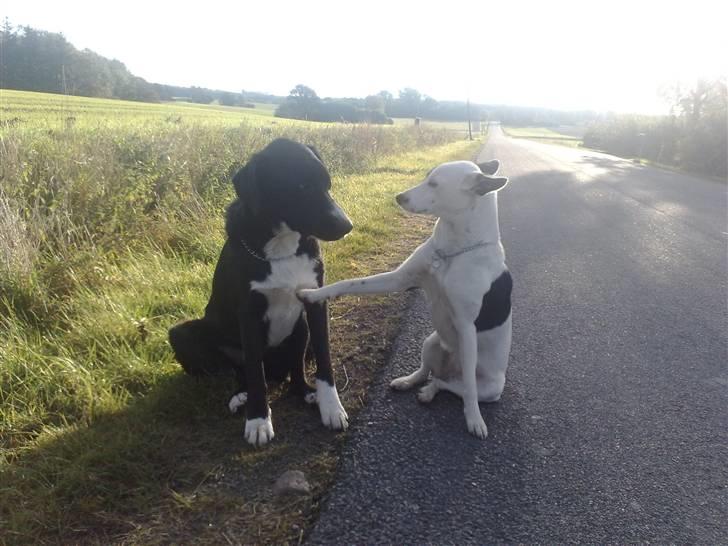 Blanding af racer Gringo - Ca 14 dage inden han blev aflivet , Man kan tydeligt se han mangle han glade og livlige gnist i øjnene. billede 9