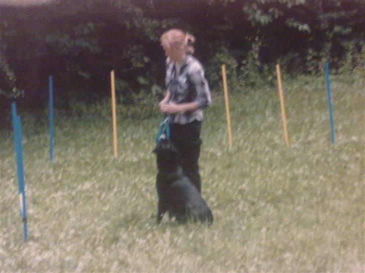 Blanding af racer Gringo billede 11