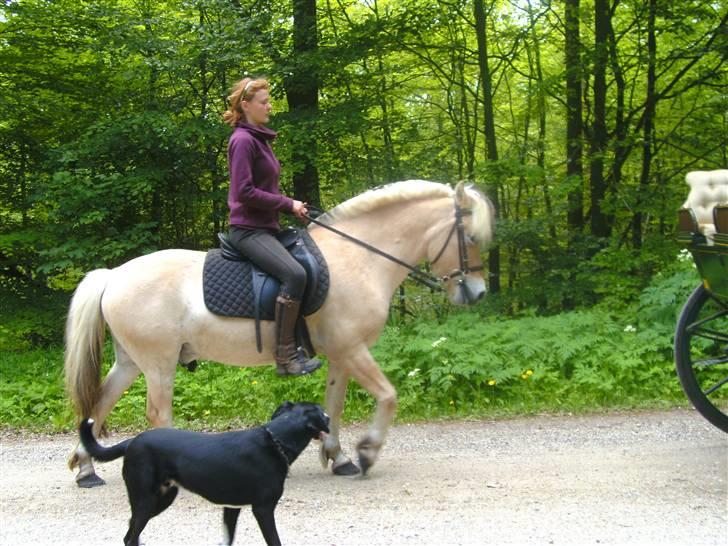 Blanding af racer Gringo billede 14