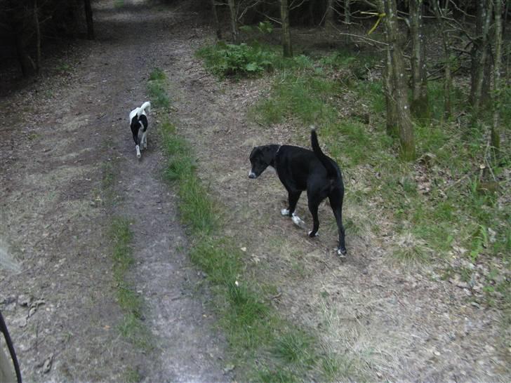 Blanding af racer Gringo billede 15