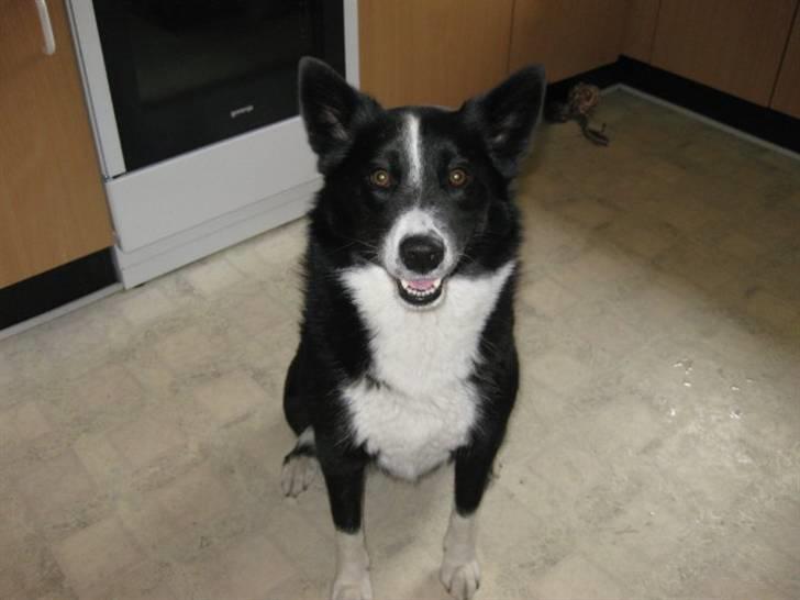 Karelsk bjørnehund Bianca Sonne  - <3 billede 9