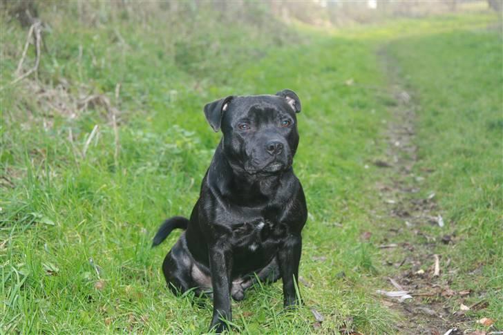 Staffordshire bull terrier Pelle billede 6