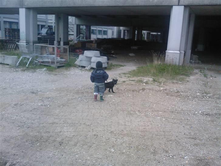 Staffordshire bull terrier Pelle billede 7