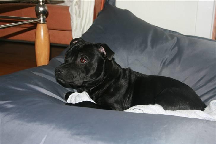 Staffordshire bull terrier Pelle billede 8